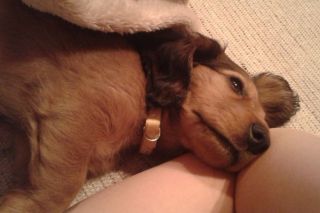 Jamnik d�ugow�osy NAILA